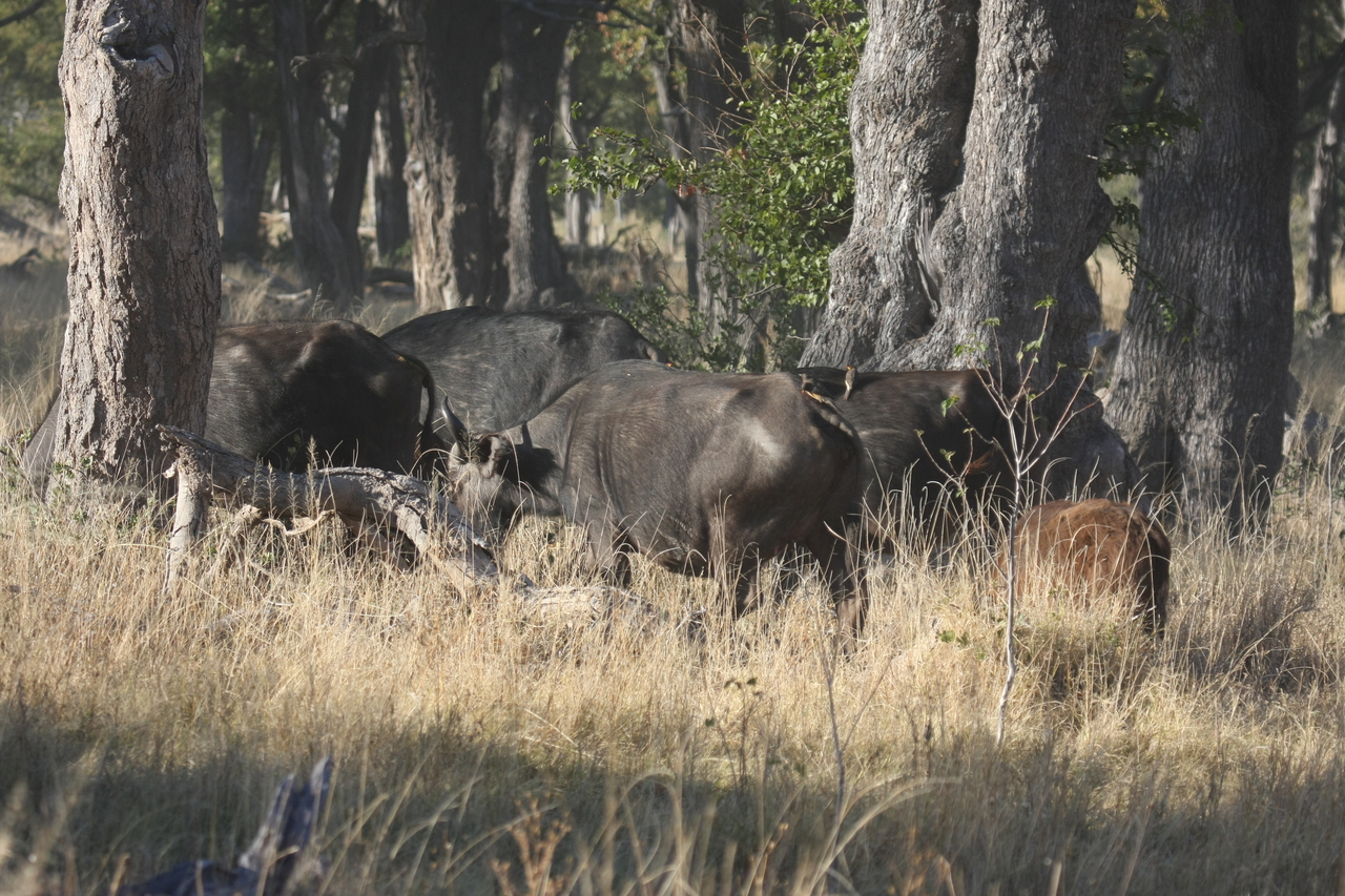 [20610] 2016_06_29_02_16_14_Africa_Canon_EOS_40D_IMG__00324.jpg