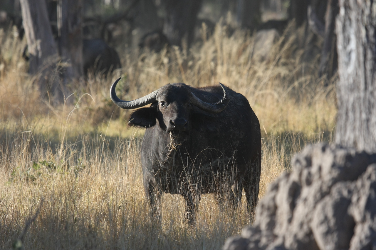 [20619] 2016_06_29_02_16_20_Africa_Canon_EOS_40D_IMG__03589.jpg