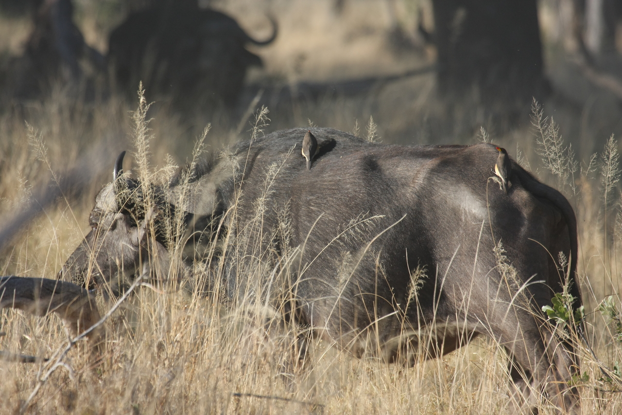 [20633] 2016_06_29_02_16_55_Africa_Canon_EOS_40D_IMG__00402.jpg