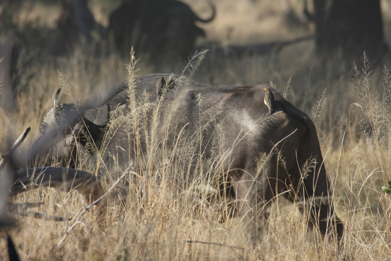 [20641] 2016_06_29_02_16_55_Africa_Canon_EOS_40D_IMG__11113.jpg