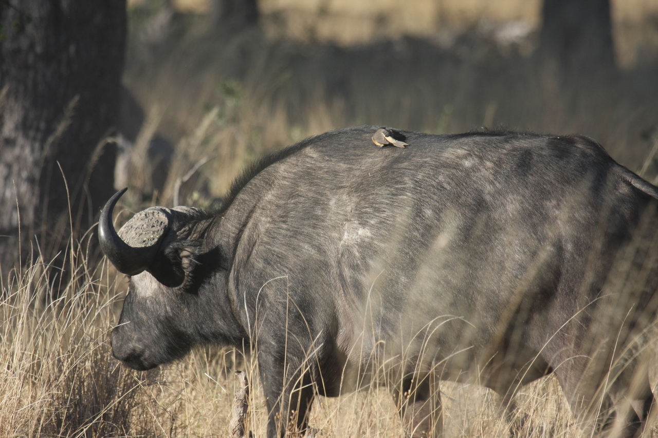 [20646] 2016_06_29_02_17_01_Africa_Canon_EOS_40D_IMG__11118.jpg
