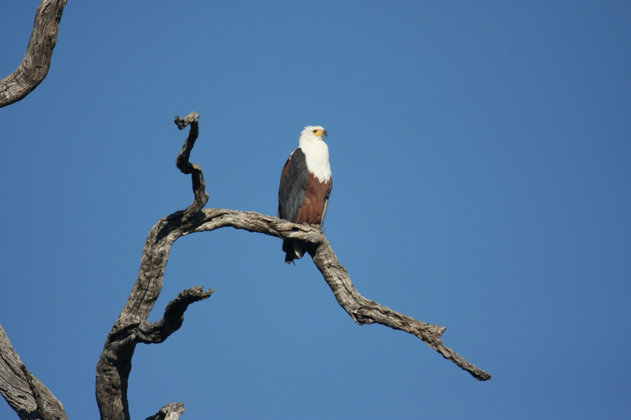 [20659] 2016_06_29_02_19_57_Africa_Canon_EOS_40D_IMG__00437.jpg