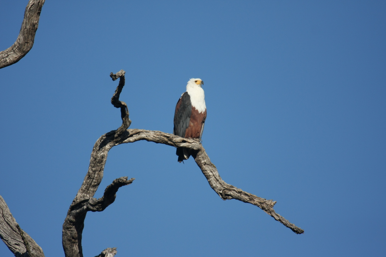 [20661] 2016_06_29_02_19_57_Africa_Canon_EOS_40D_IMG__03678.jpg