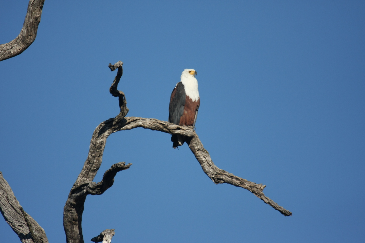 [20663] 2016_06_29_02_19_57_Africa_Canon_EOS_40D_IMG__11124.jpg