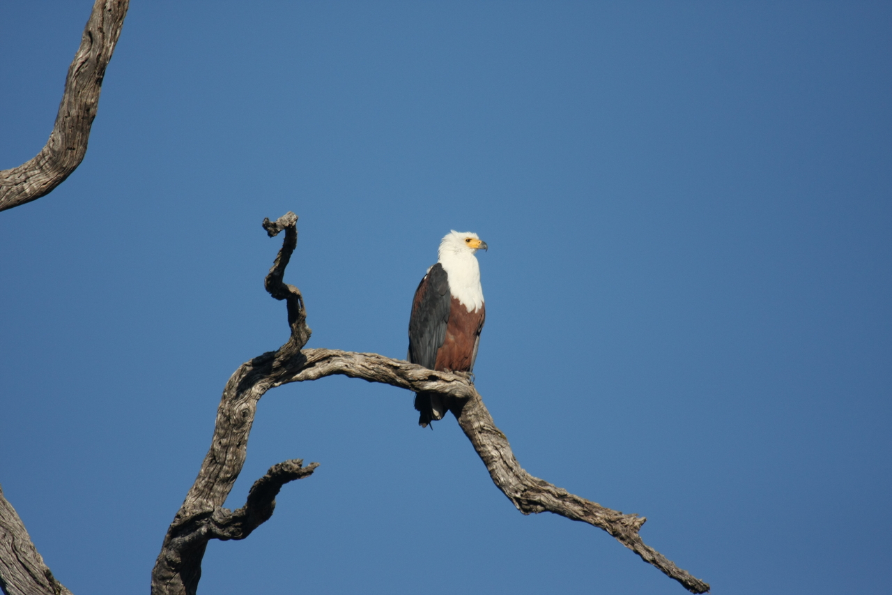[20674] 2016_06_29_02_20_00_Africa_Canon_EOS_40D_IMG__03684.jpg