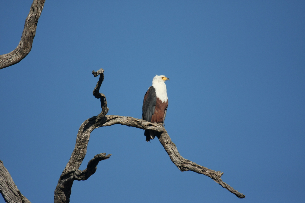 [20679] 2016_06_29_02_20_02_Africa_Canon_EOS_40D_IMG__03685.jpg