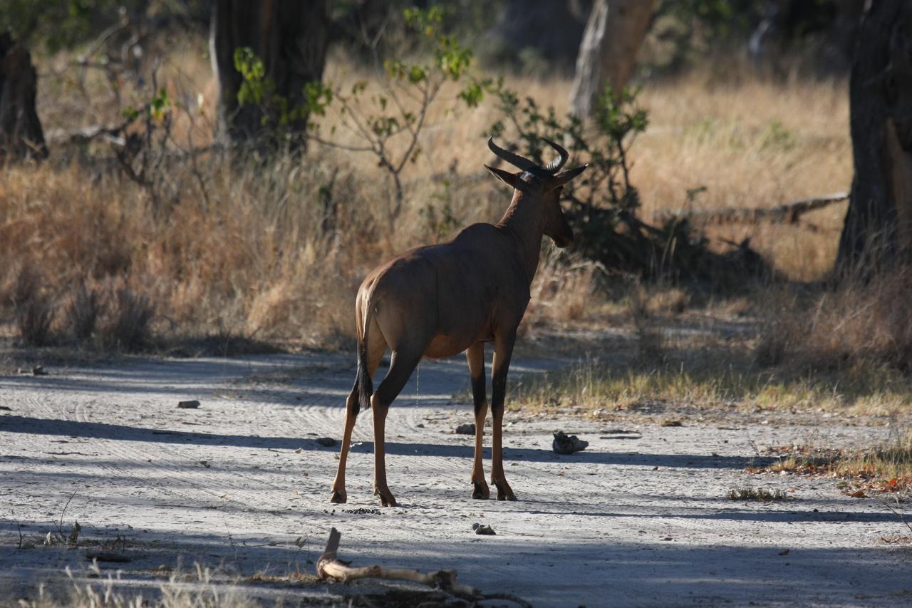 [20691] 2016_06_29_02_52_16_Africa_Canon_EOS_40D_IMG__03689.jpg