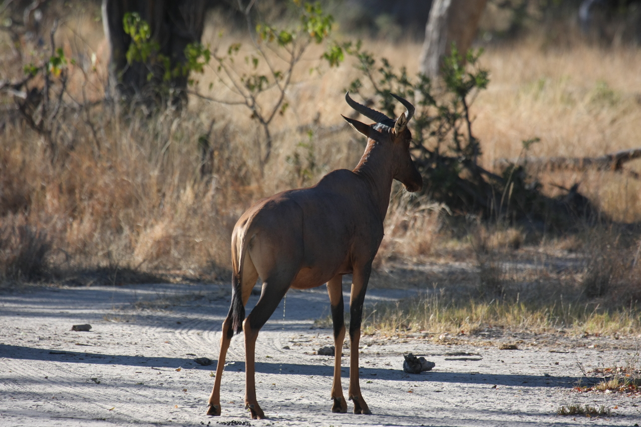 [20694] 2016_06_29_02_52_22_Africa_Canon_EOS_40D_IMG__00449.jpg