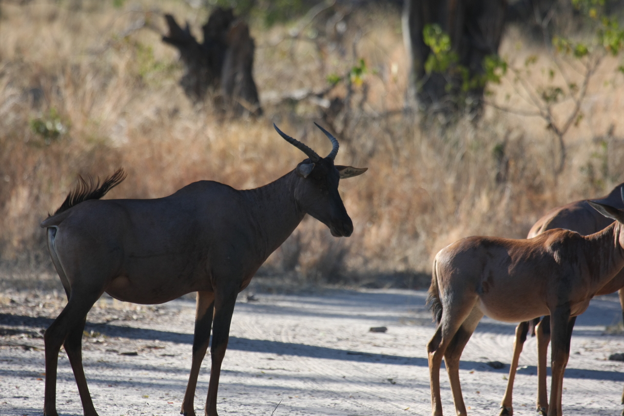 [20708] 2016_06_29_02_52_34_Africa_Canon_EOS_40D_IMG__00454.jpg