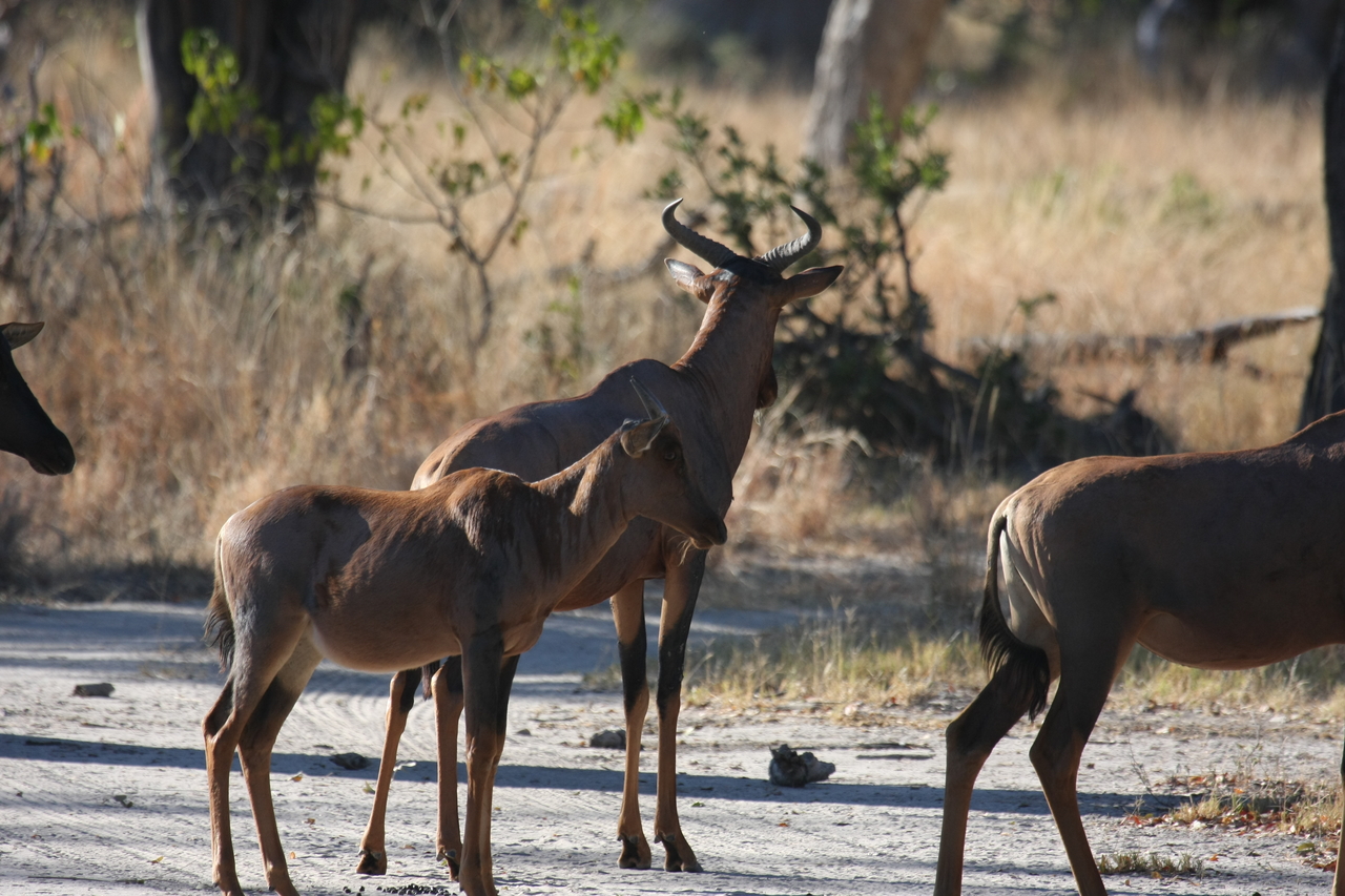 [20721] 2016_06_29_02_52_42_Africa_Canon_EOS_40D_IMG__00459.jpg