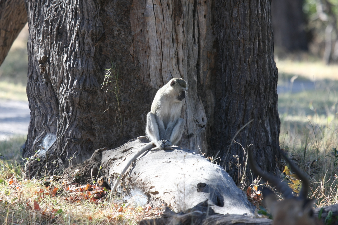 [20770] 2016_06_29_03_06_52_Africa_Canon_EOS_40D_IMG__00478.jpg