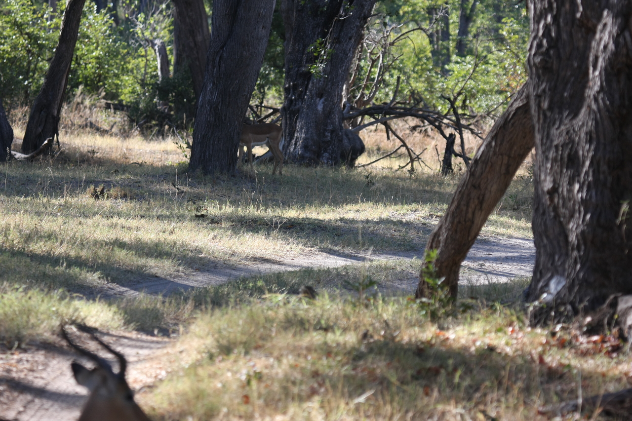 [20791] 2016_06_29_03_07_03_Africa_Canon_EOS_40D_IMG__11172.jpg