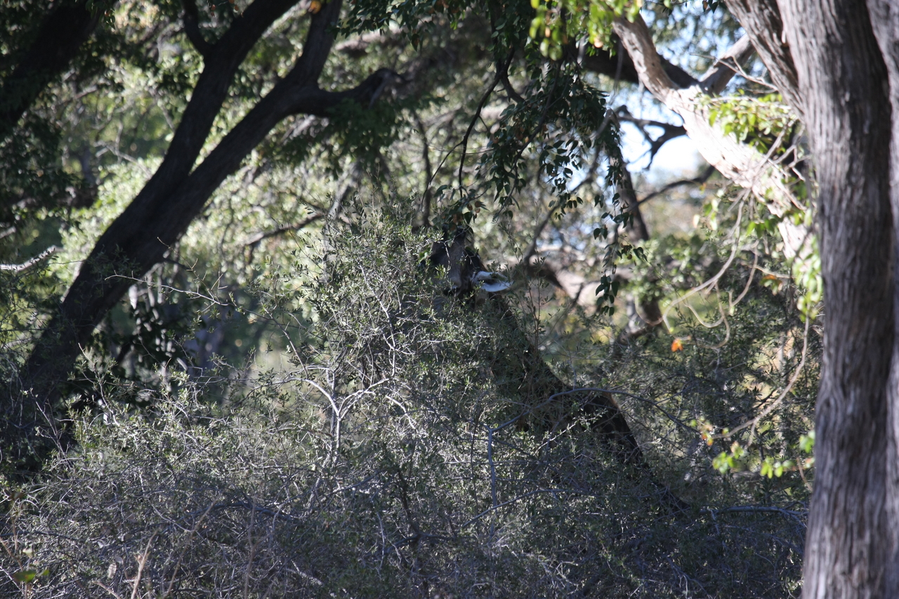 [20814] 2016_06_29_03_07_37_Africa_Canon_EOS_40D_IMG__03252.jpg