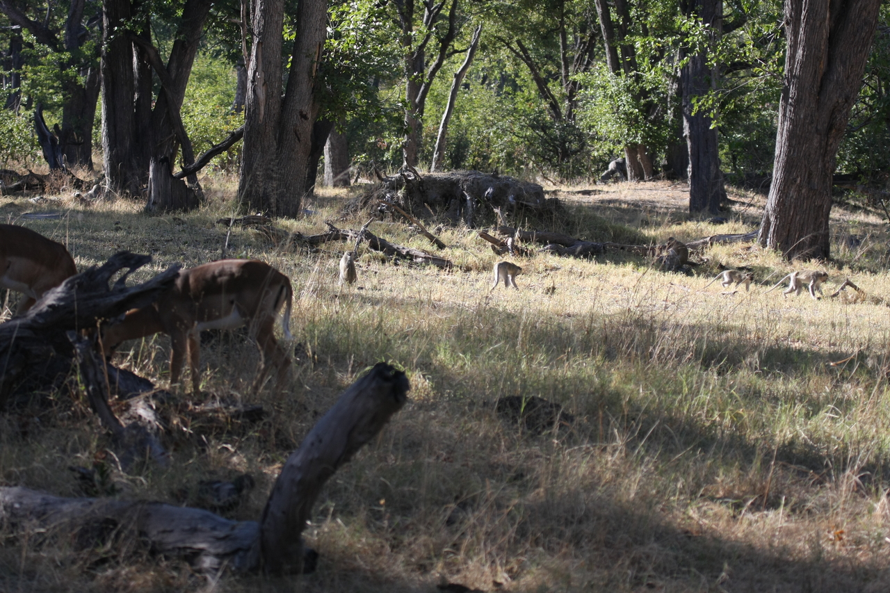 [20822] 2016_06_29_03_07_52_Africa_Canon_EOS_40D_IMG__00013.jpg