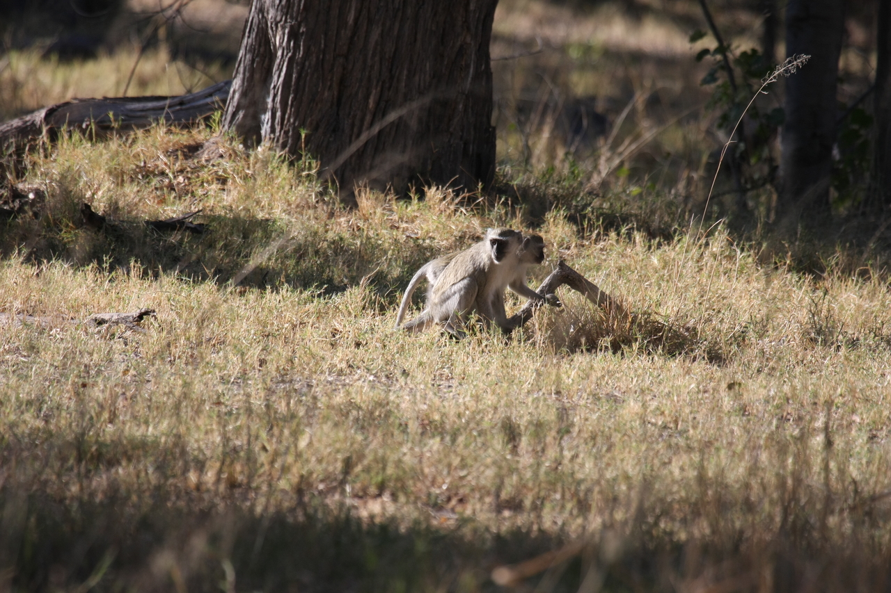 [20826] 2016_06_29_03_08_00_Africa_Canon_EOS_40D_IMG__00016.jpg