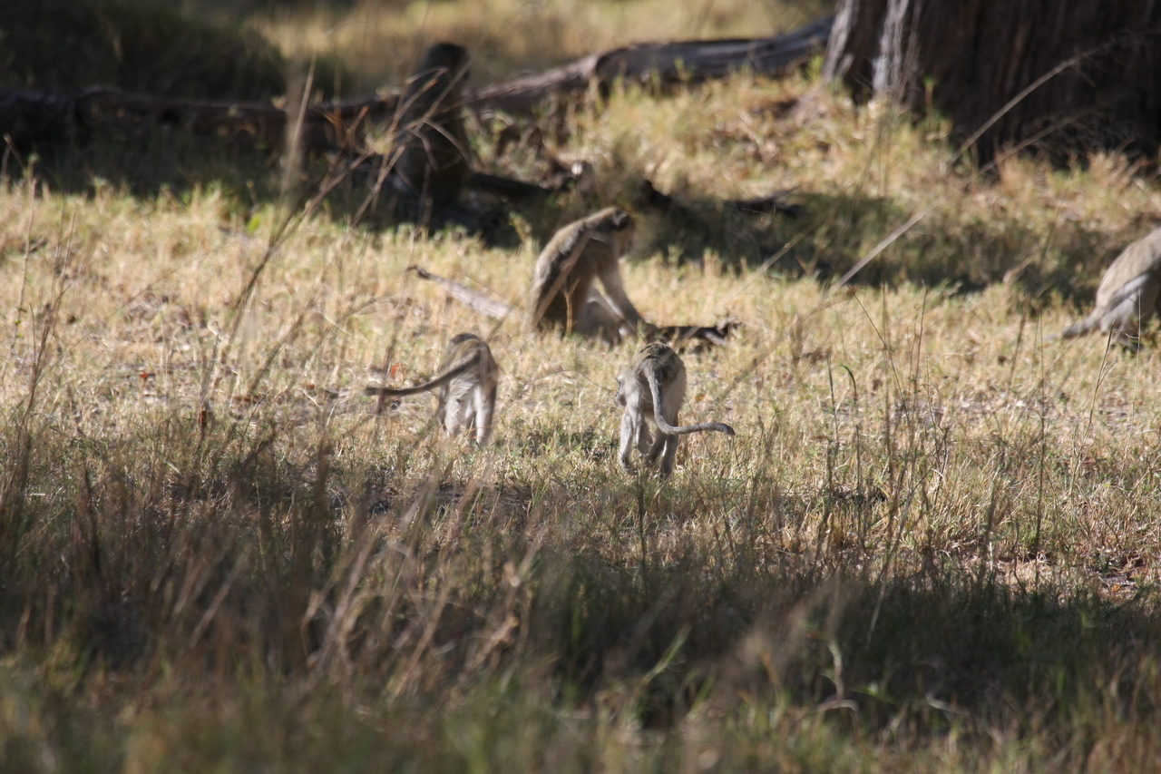 [20840] 2016_06_29_03_08_09_Africa_Canon_EOS_40D_IMG__10707.jpg