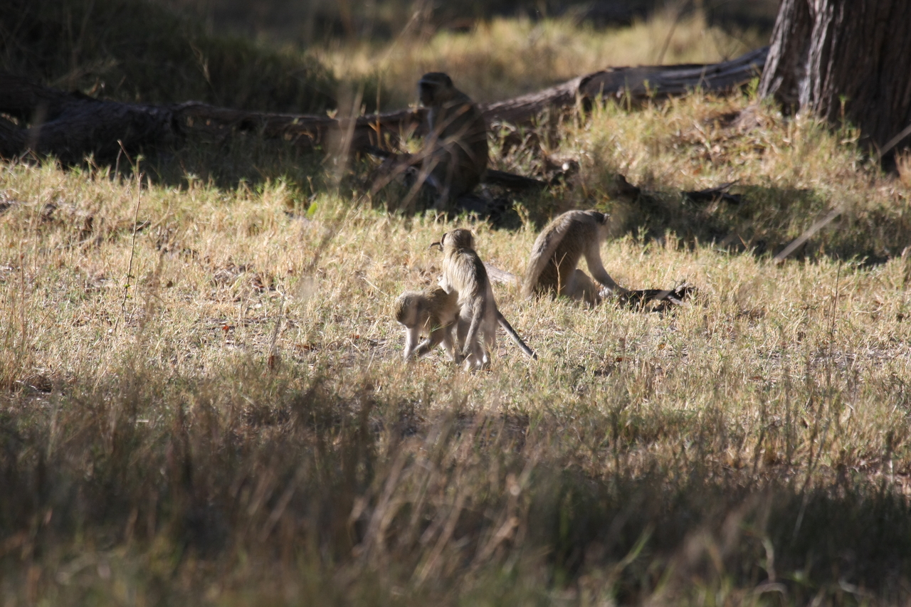 [20850] 2016_06_29_03_08_14_Africa_Canon_EOS_40D_IMG__00024.jpg