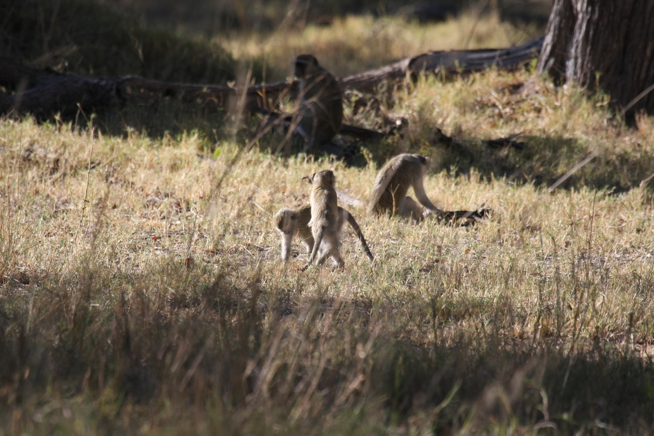 [20855] 2016_06_29_03_08_14_Africa_Canon_EOS_40D_IMG__10712.jpg