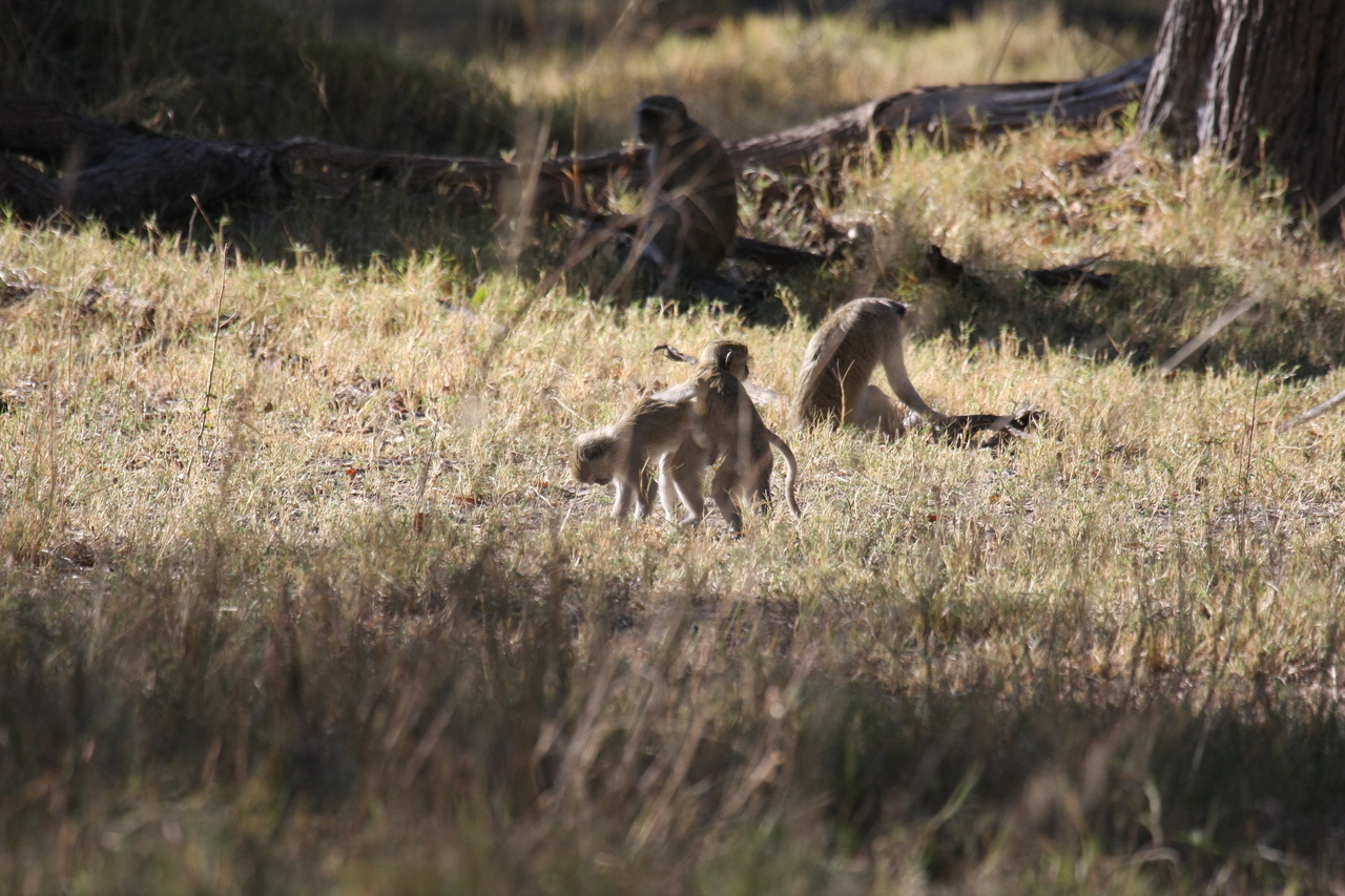 [20860] 2016_06_29_03_08_15_Africa_Canon_EOS_40D_IMG__00029.jpg
