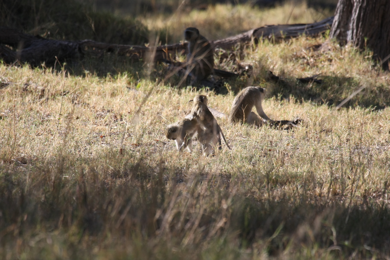 [20864] 2016_06_29_03_08_15_Africa_Canon_EOS_40D_IMG__10716.jpg