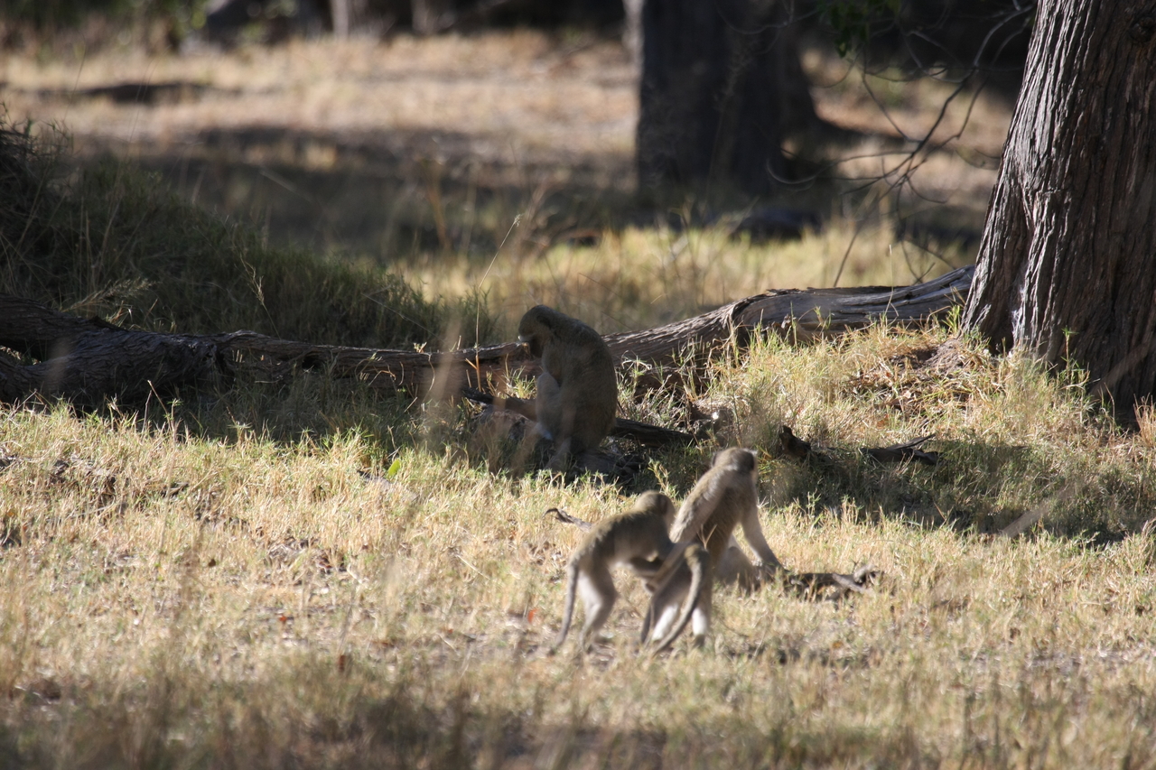 [20867] 2016_06_29_03_08_20_Africa_Canon_EOS_40D_IMG__00030.jpg