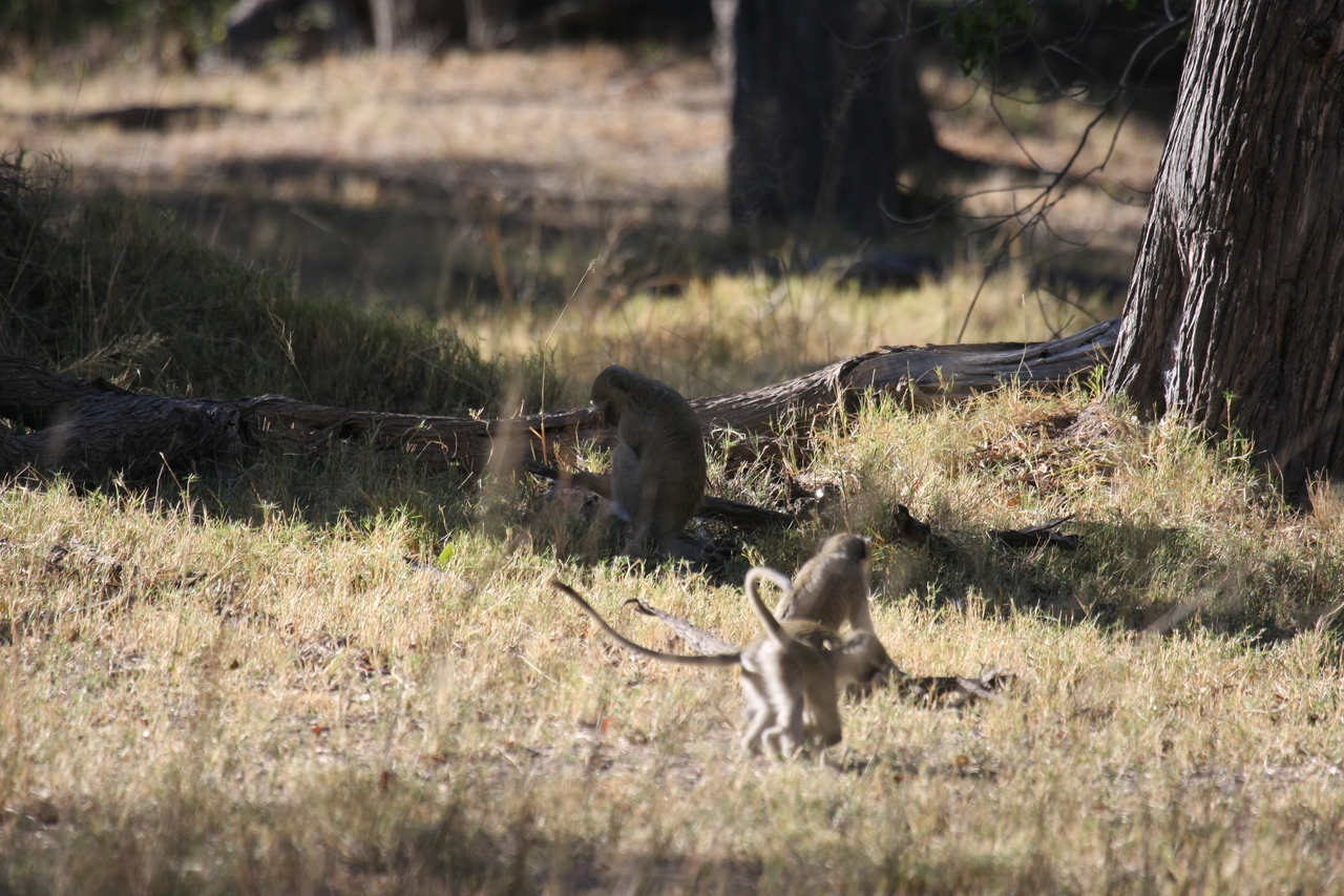 [20874] 2016_06_29_03_08_20_Africa_Canon_EOS_40D_IMG__10720.jpg