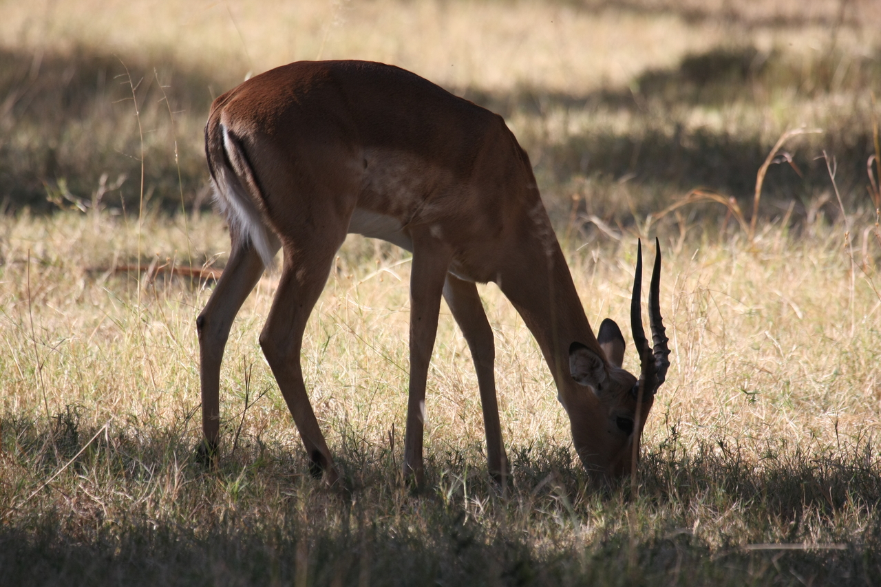 [20879] 2016_06_29_03_08_47_Africa_Canon_EOS_40D_IMG__00034.jpg
