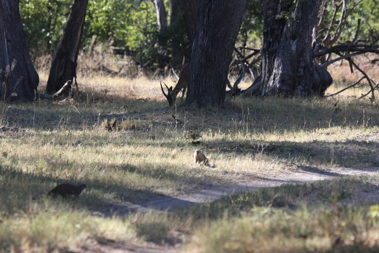 [20898] 2016_06_29_03_09_01_Africa_Canon_EOS_40D_IMG__03283.jpg