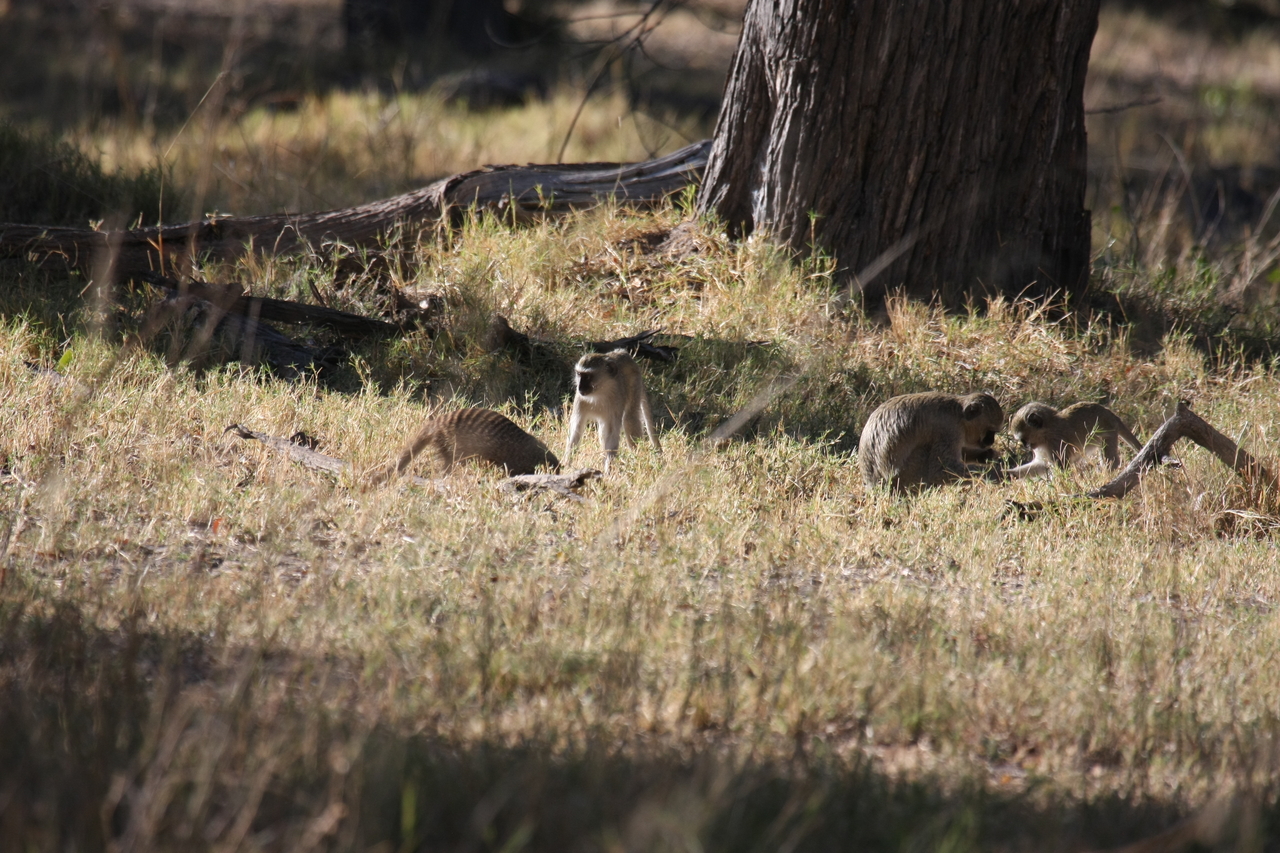 [20911] 2016_06_29_03_09_31_Africa_Canon_EOS_40D_IMG__00048.jpg