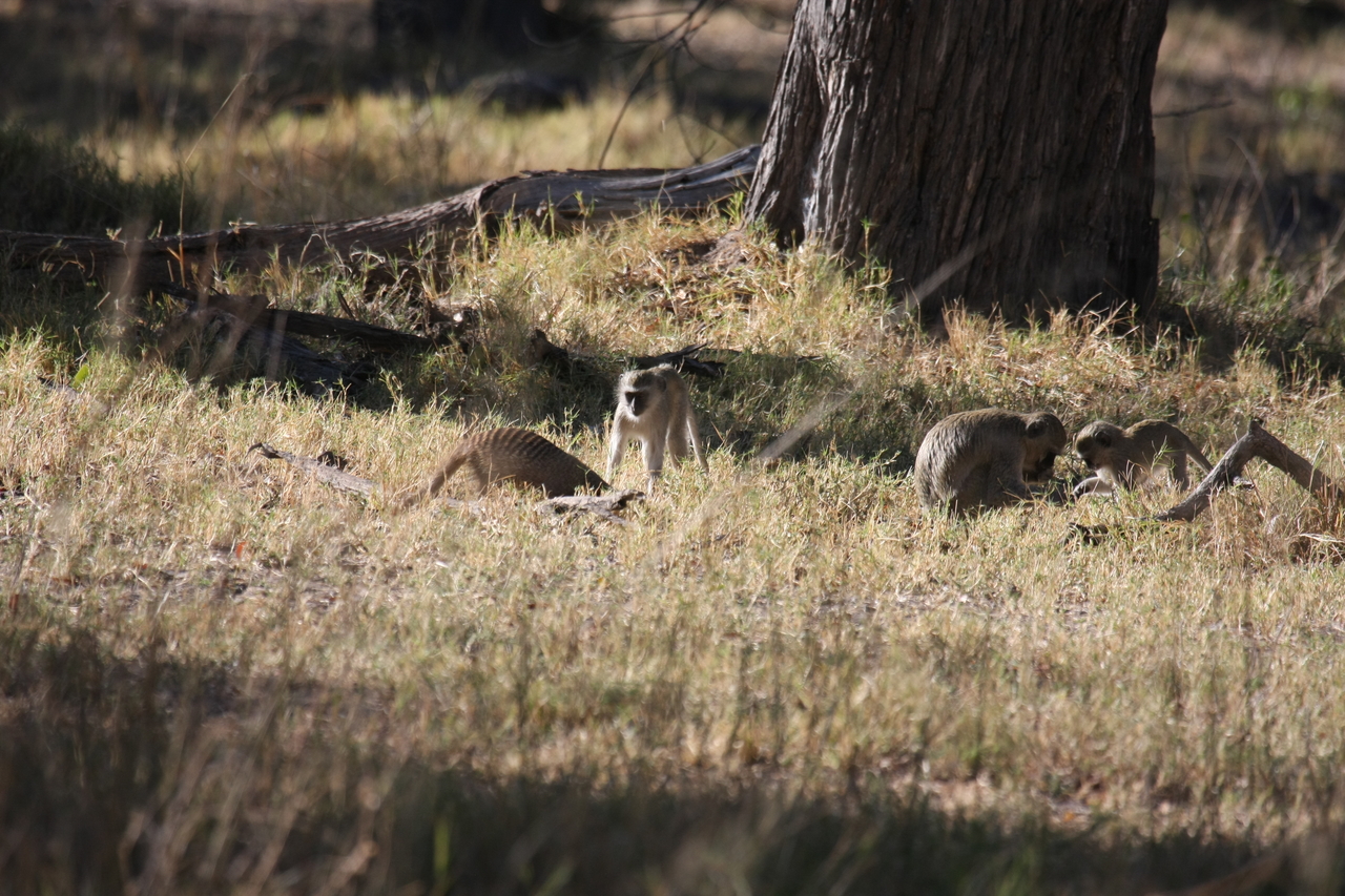 [20916] 2016_06_29_03_09_31_Africa_Canon_EOS_40D_IMG__10735.jpg