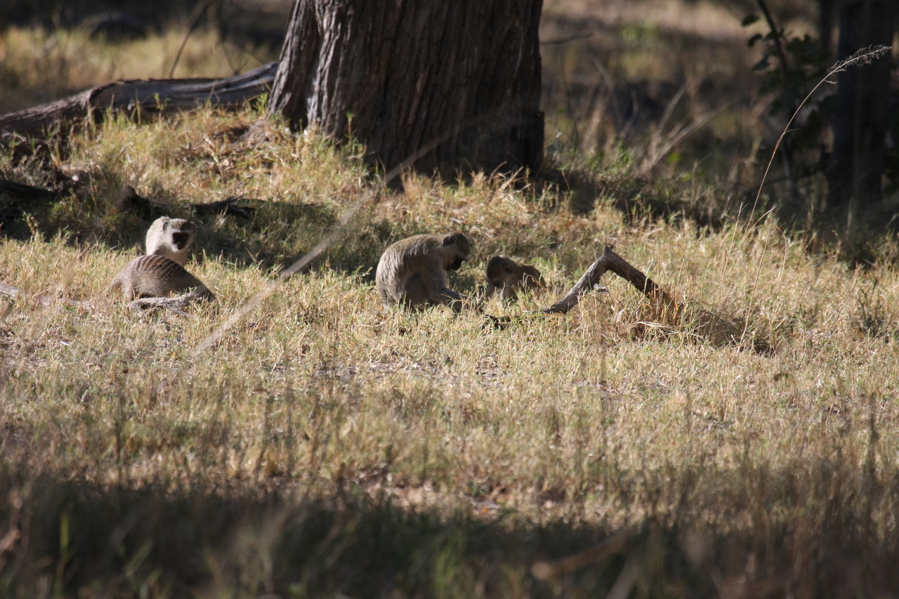 [20920] 2016_06_29_03_09_39_Africa_Canon_EOS_40D_IMG__00051.jpg