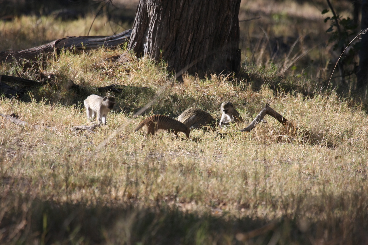 [20930] 2016_06_29_03_09_41_Africa_Canon_EOS_40D_IMG__00053.jpg