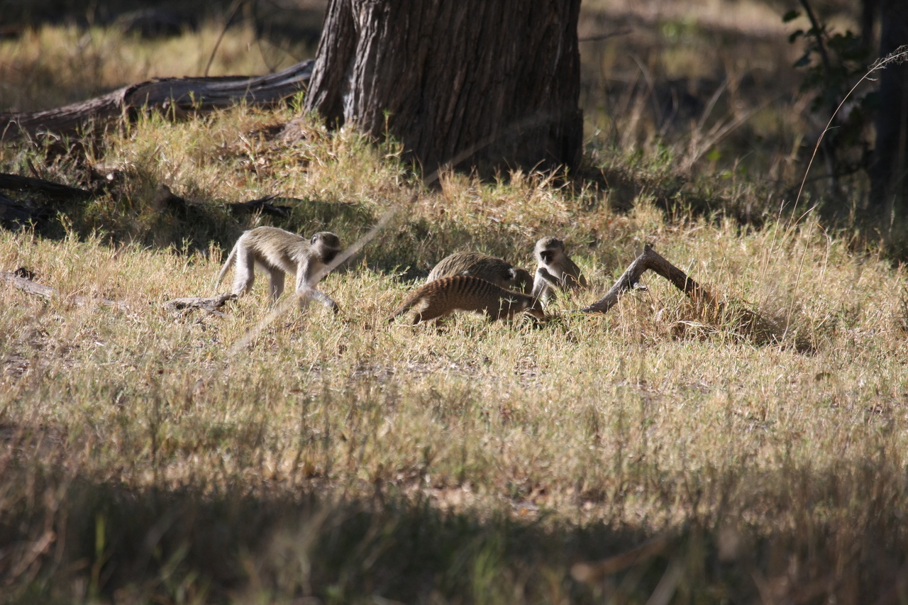 [20934] 2016_06_29_03_09_42_Africa_Canon_EOS_40D_IMG__00055.jpg