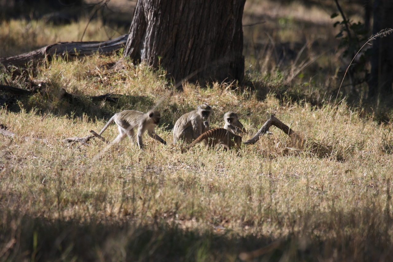 [20942] 2016_06_29_03_09_43_Africa_Canon_EOS_40D_IMG__00057.jpg