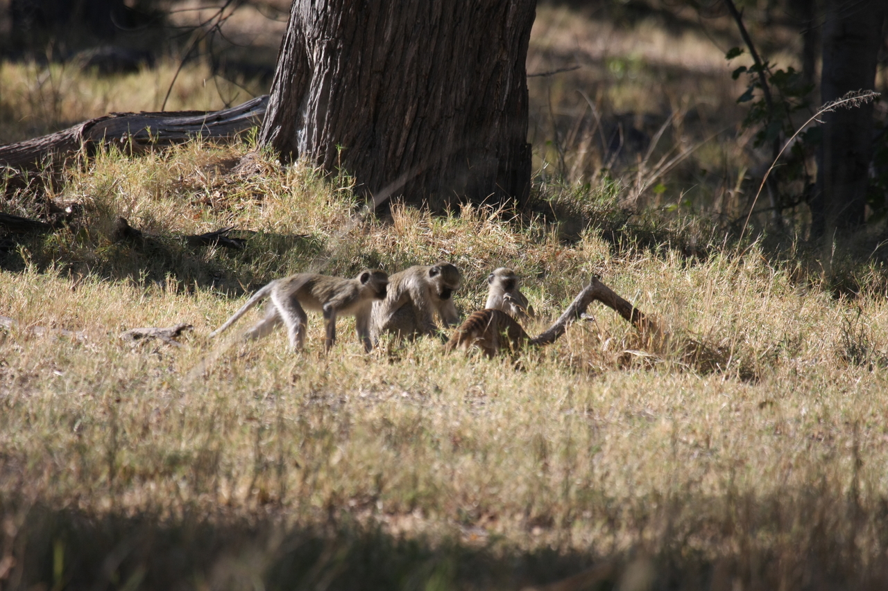 [20947] 2016_06_29_03_09_44_Africa_Canon_EOS_40D_IMG__10748.jpg