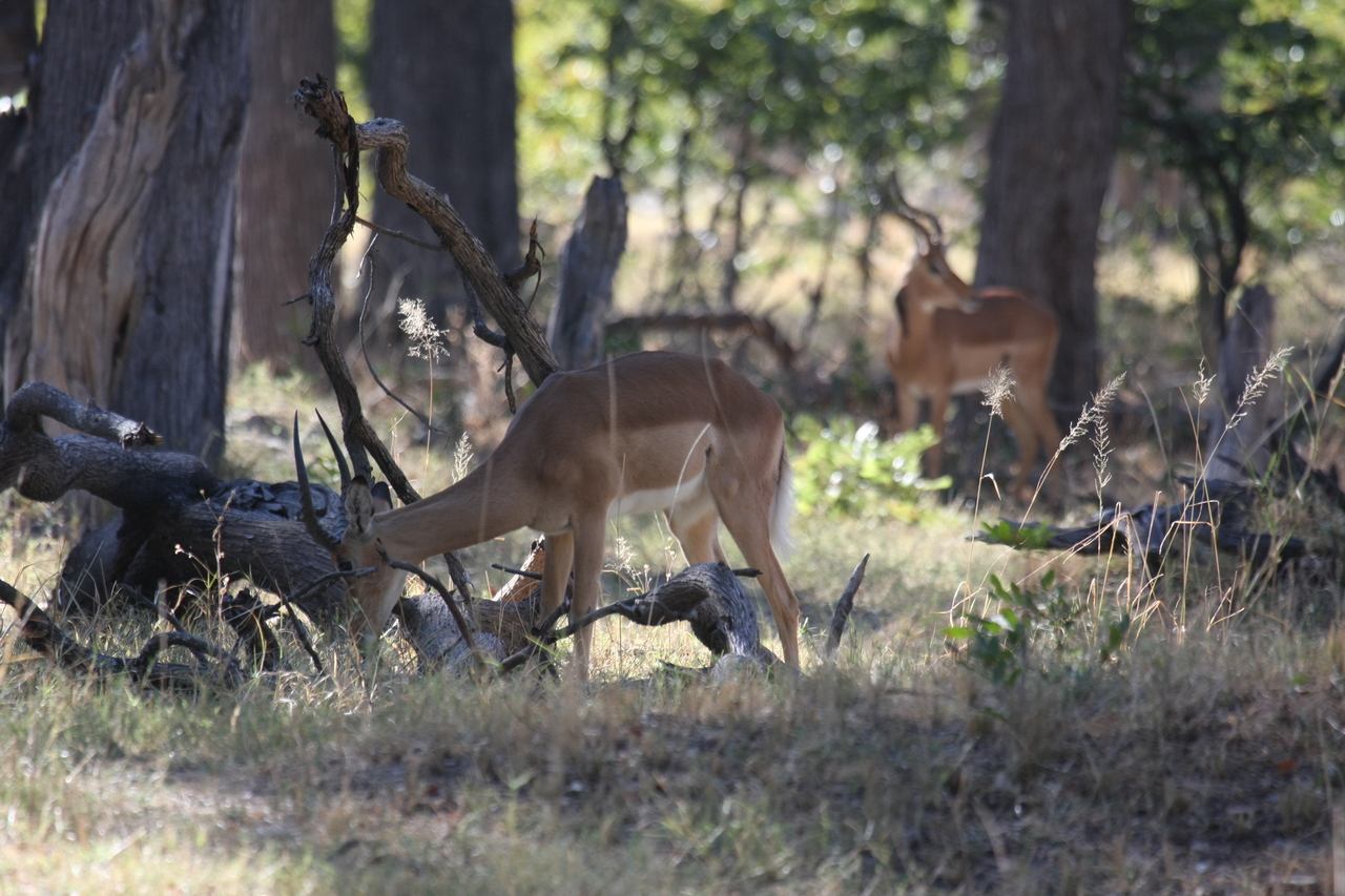 [20955] 2016_06_29_03_10_05_Africa_Canon_EOS_40D_IMG__00063.jpg
