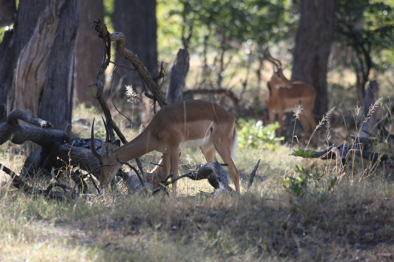 [20965] 2016_06_29_03_10_06_Africa_Canon_EOS_40D_IMG__10754.jpg