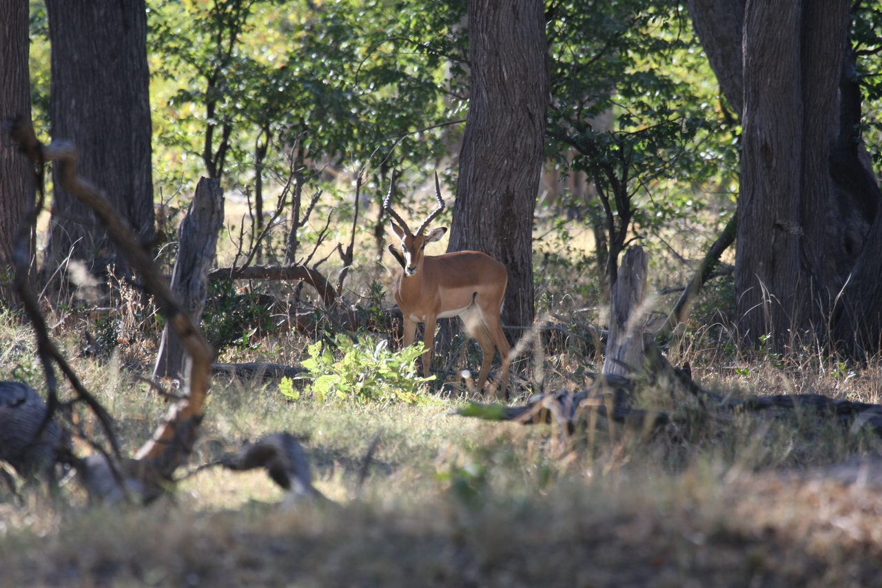 [20967] 2016_06_29_03_10_13_Africa_Canon_EOS_40D_IMG__00067.jpg