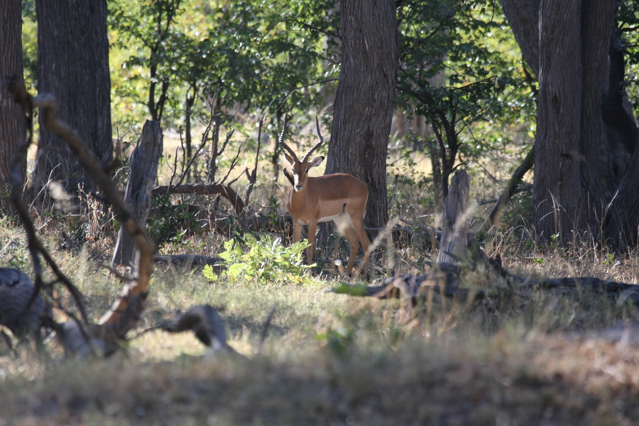 [20968] 2016_06_29_03_10_13_Africa_Canon_EOS_40D_IMG__00068.jpg