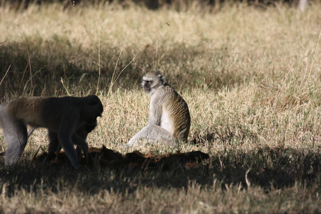 [20983] 2016_06_29_03_12_01_Africa_Canon_EOS_40D_IMG__03314.jpg