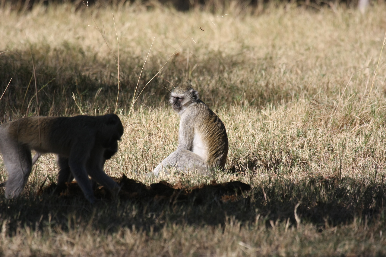 [20986] 2016_06_29_03_12_01_Africa_Canon_EOS_40D_IMG__10762.jpg