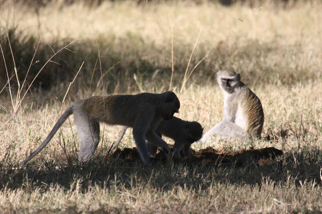 [20994] 2016_06_29_03_12_05_Africa_Canon_EOS_40D_IMG__10764.jpg