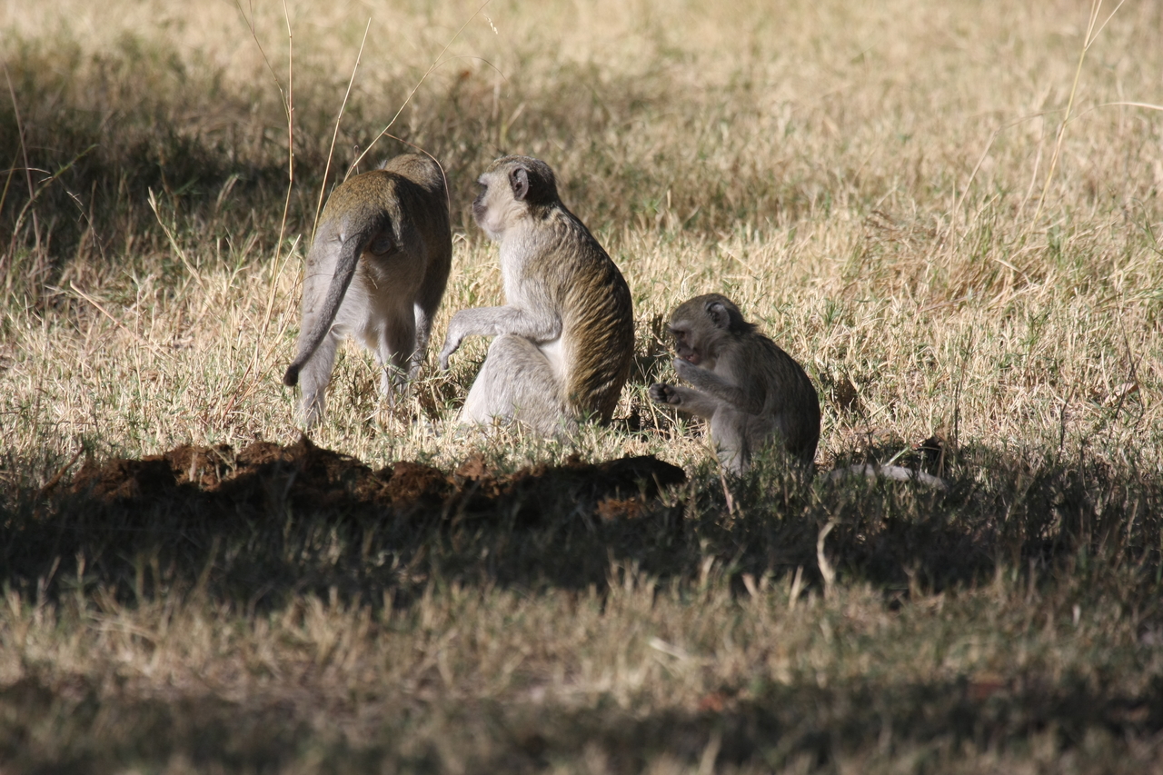 [20996] 2016_06_29_03_12_14_Africa_Canon_EOS_40D_IMG__00077.jpg