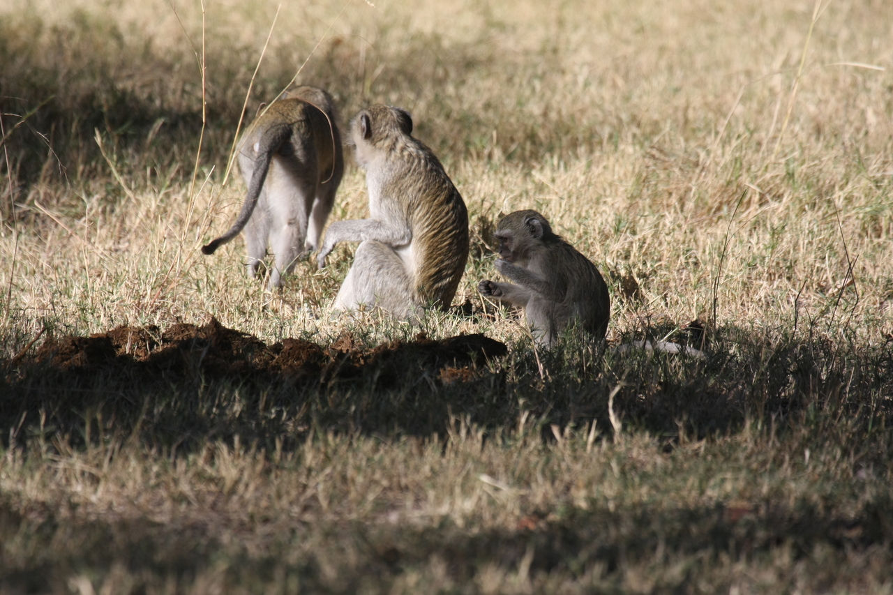[20997] 2016_06_29_03_12_14_Africa_Canon_EOS_40D_IMG__00078.jpg