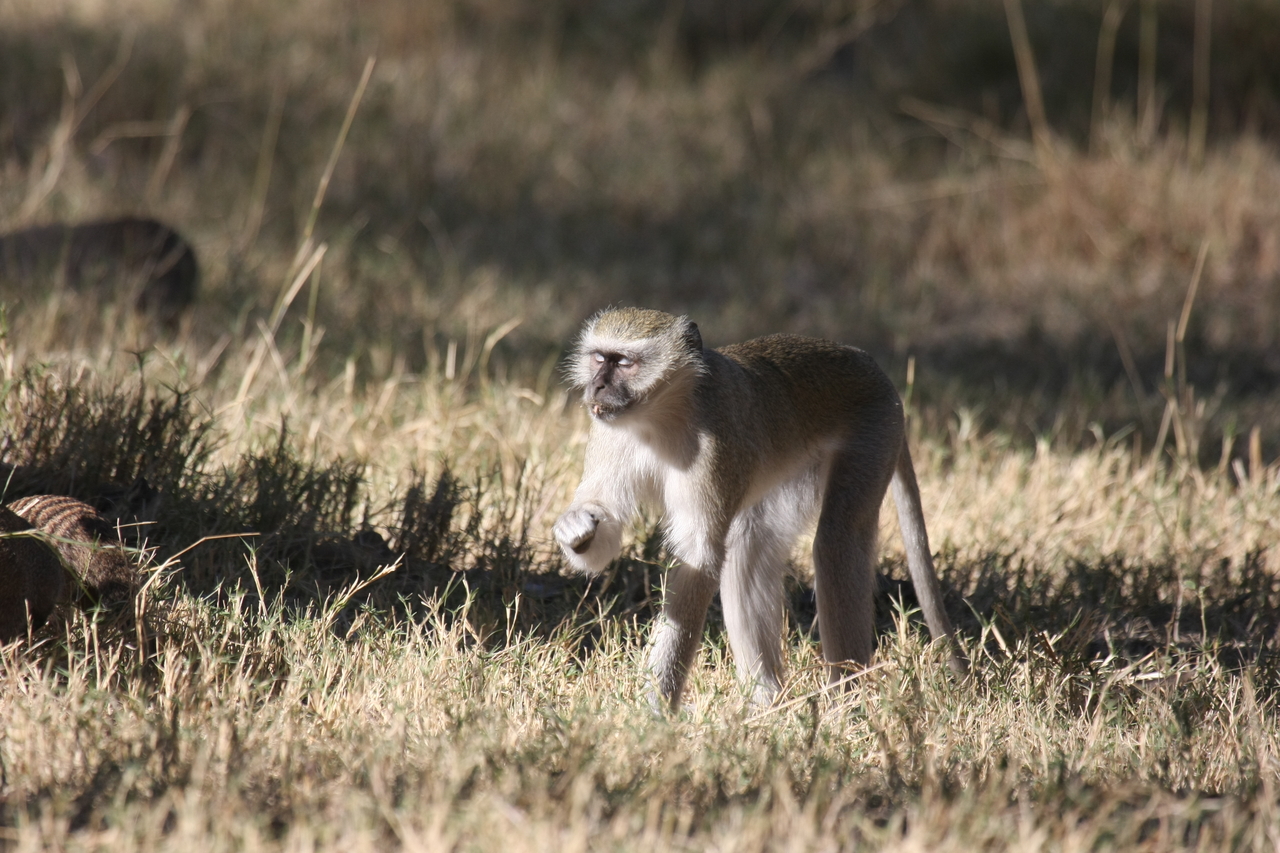 [21011] 2016_06_29_03_12_24_Africa_Canon_EOS_40D_IMG__03325.jpg