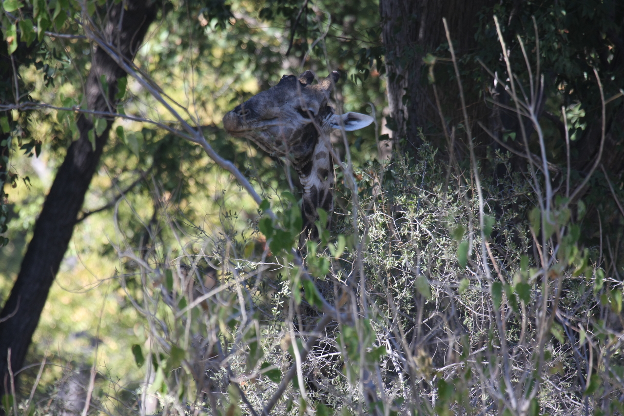 [21015] 2016_06_29_03_12_44_Africa_Canon_EOS_40D_IMG__00085.jpg