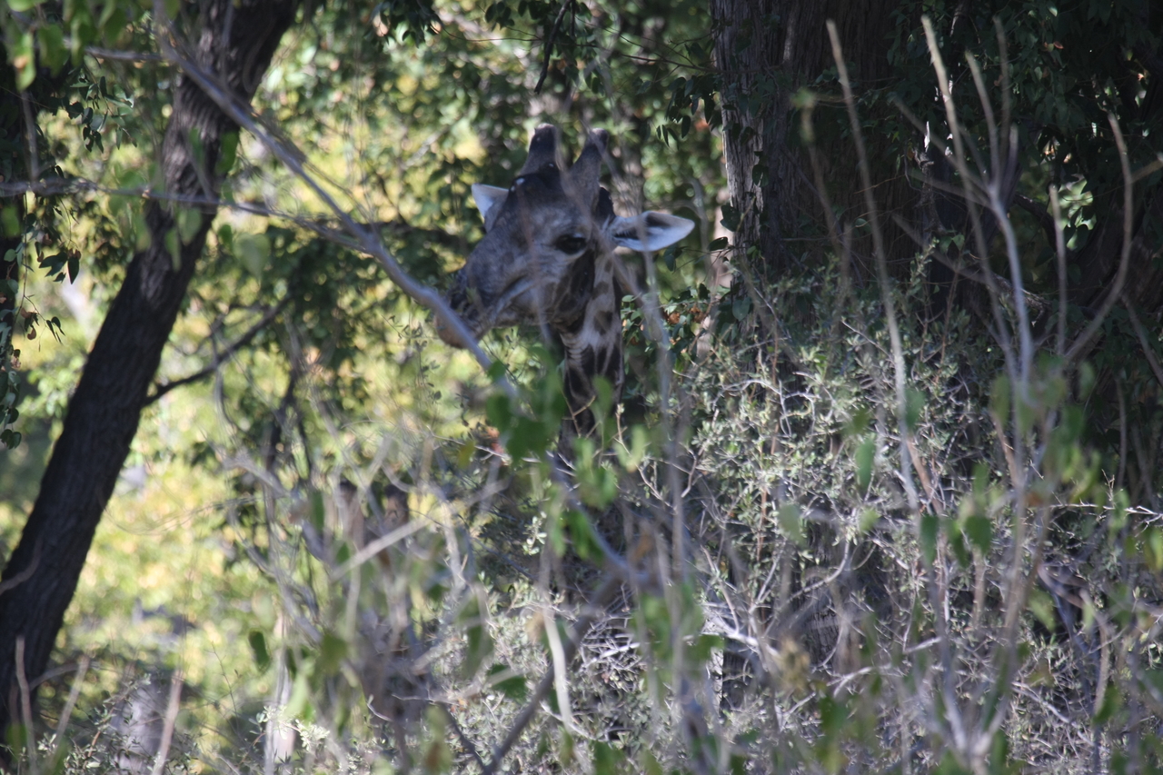 [21020] 2016_06_29_03_12_44_Africa_Canon_EOS_40D_IMG__10773.jpg