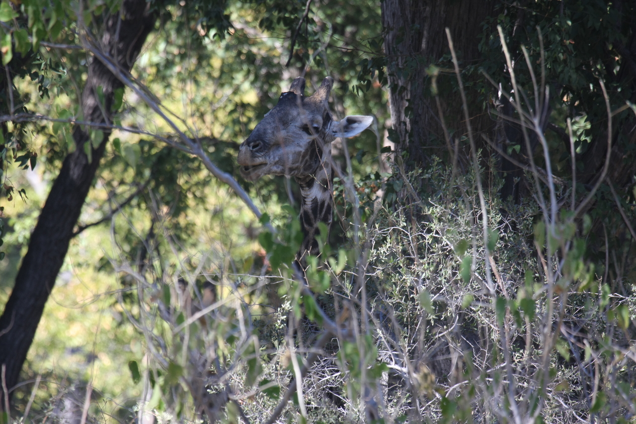 [21022] 2016_06_29_03_12_44_Africa_Canon_EOS_40D_IMG__10775.jpg