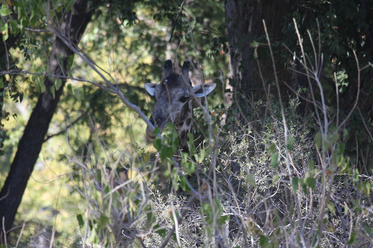 [21024] 2016_06_29_03_12_45_Africa_Canon_EOS_40D_IMG__00088.jpg