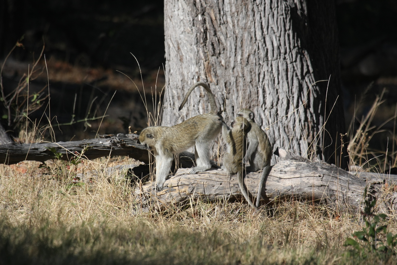[21031] 2016_06_29_03_13_26_Africa_Canon_EOS_40D_IMG__00092.jpg